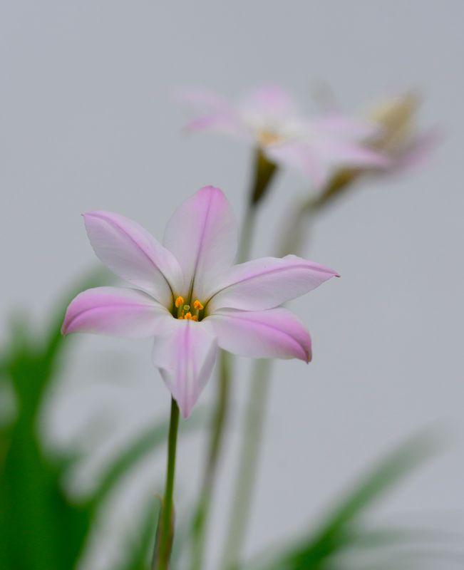 Ipheion Sakura VIII (3)