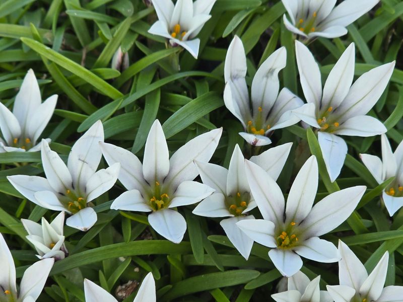 Ipheion sessile (3)