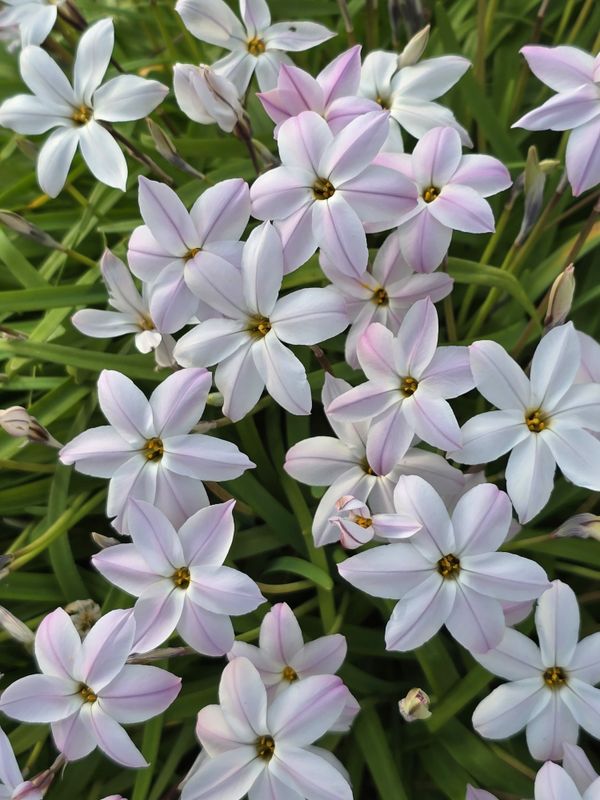 Ipheion Sakura sibling (3)