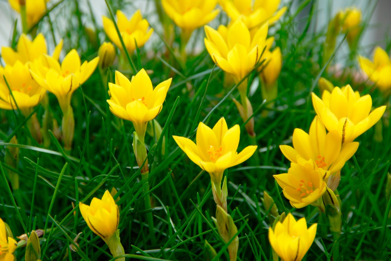 Nothoscordum dialystemon (3)