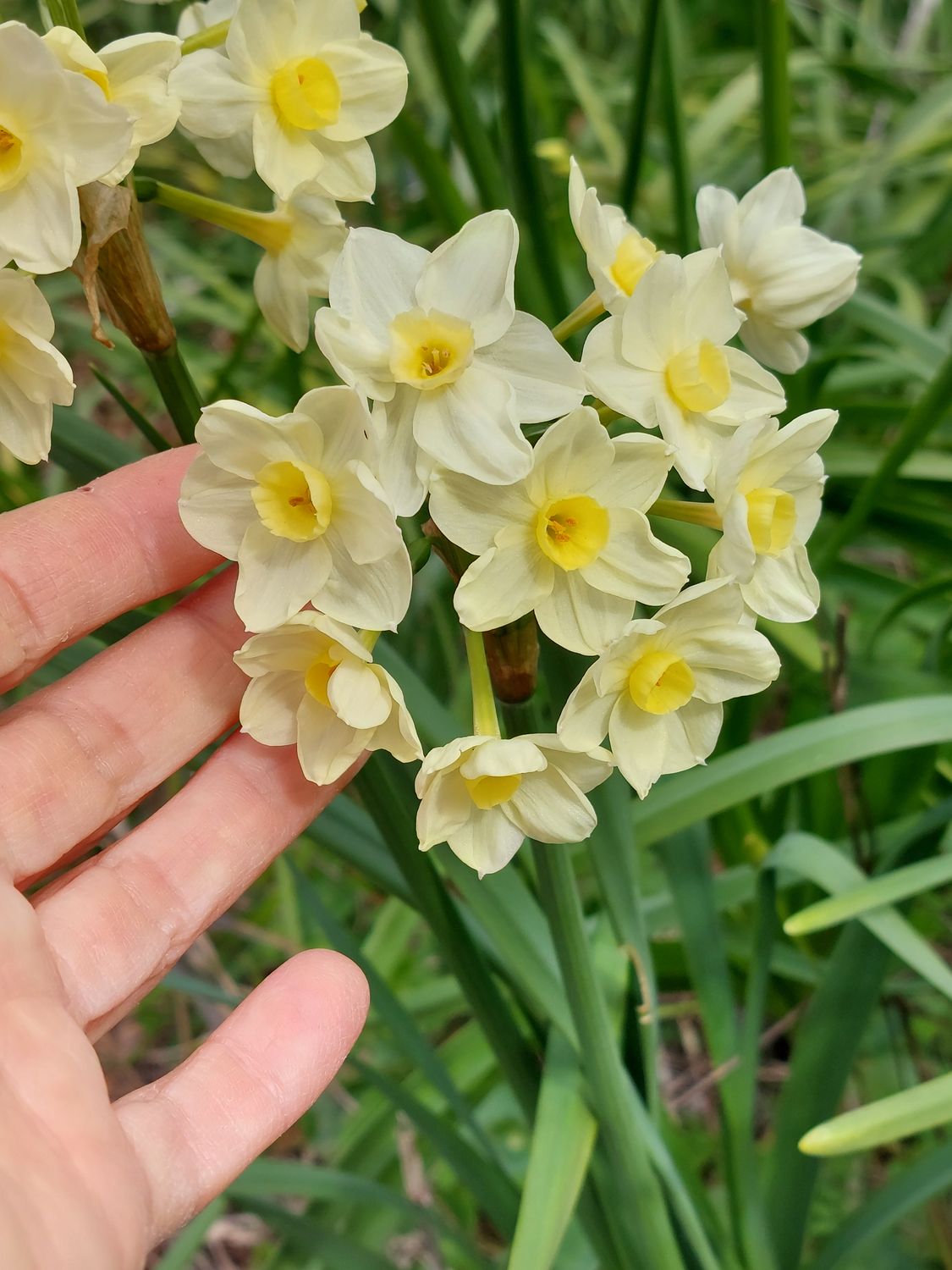 Narcissus Florilegium