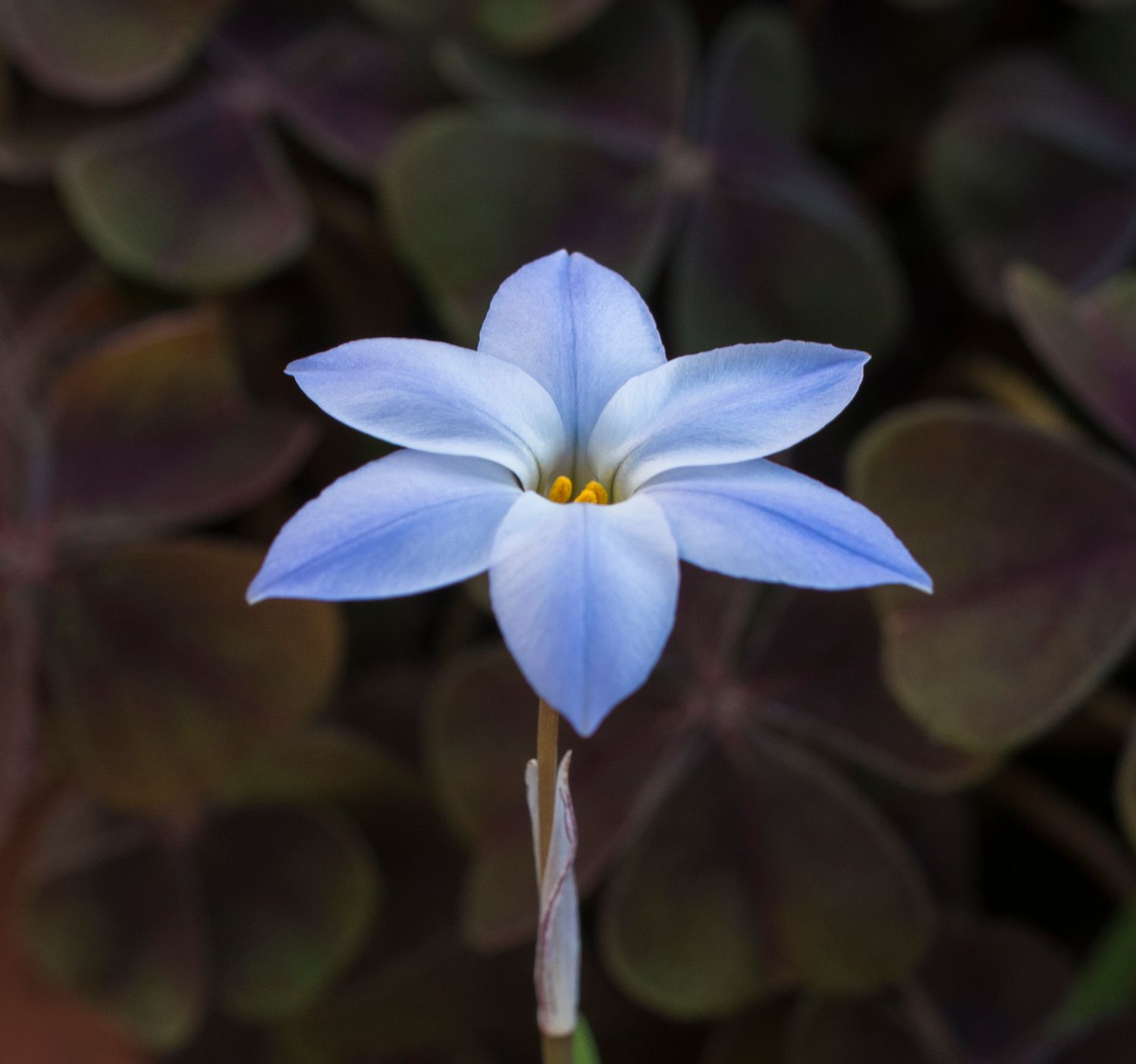 Ipheion Judy (3)