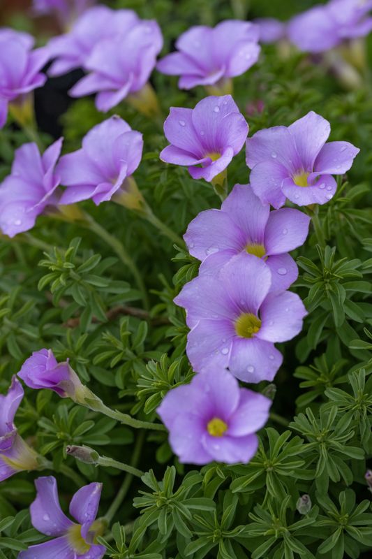 Oxalis hirta Lilac (3)