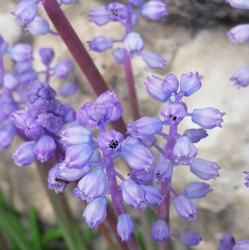 Muscari parviflorum (3)