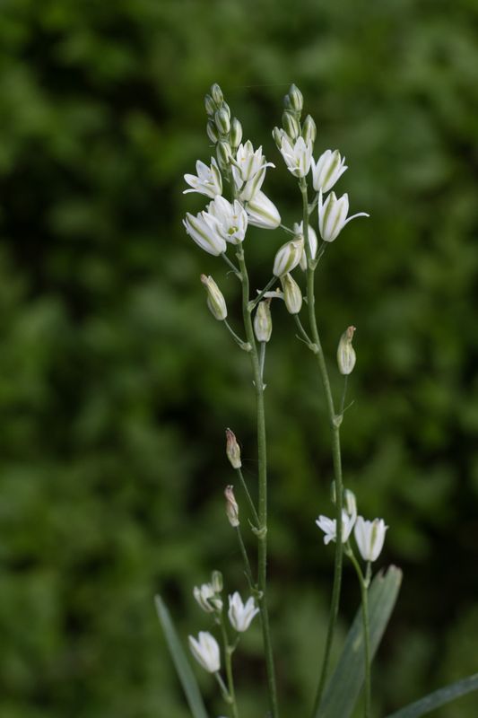Ornithogalum Glen Avon Falls (3)
