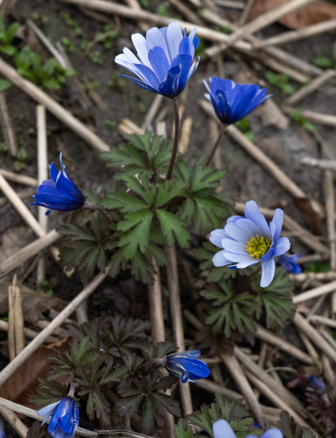 Anemone blanda Janis (2)