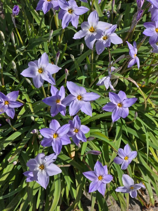 Ipheion Summerskies (5)