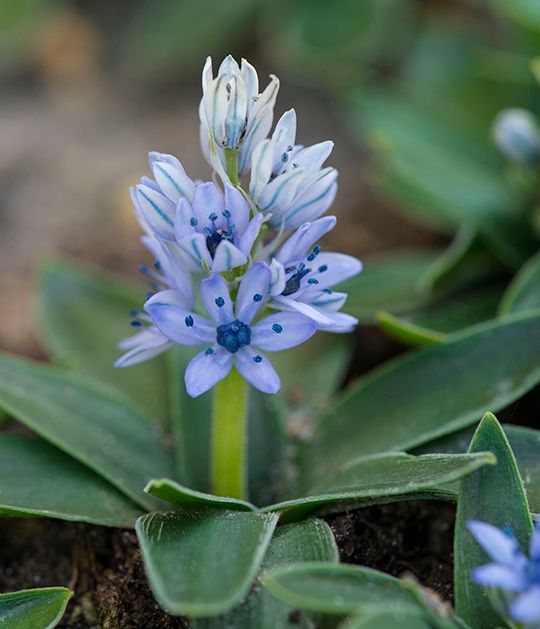 Hyacinthoides lingulata (3)