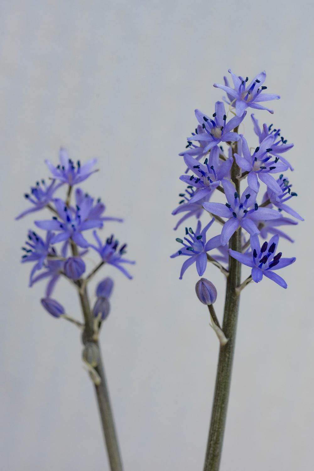 Hyacinthoides lingulata var. ciliolata (3)