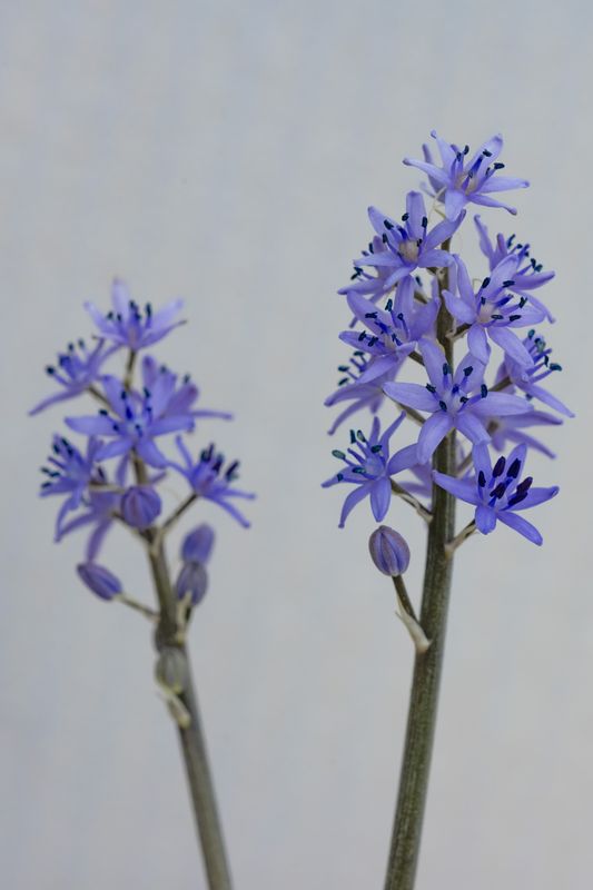 Hyacinthoides lingulata var. ciliolata (3)