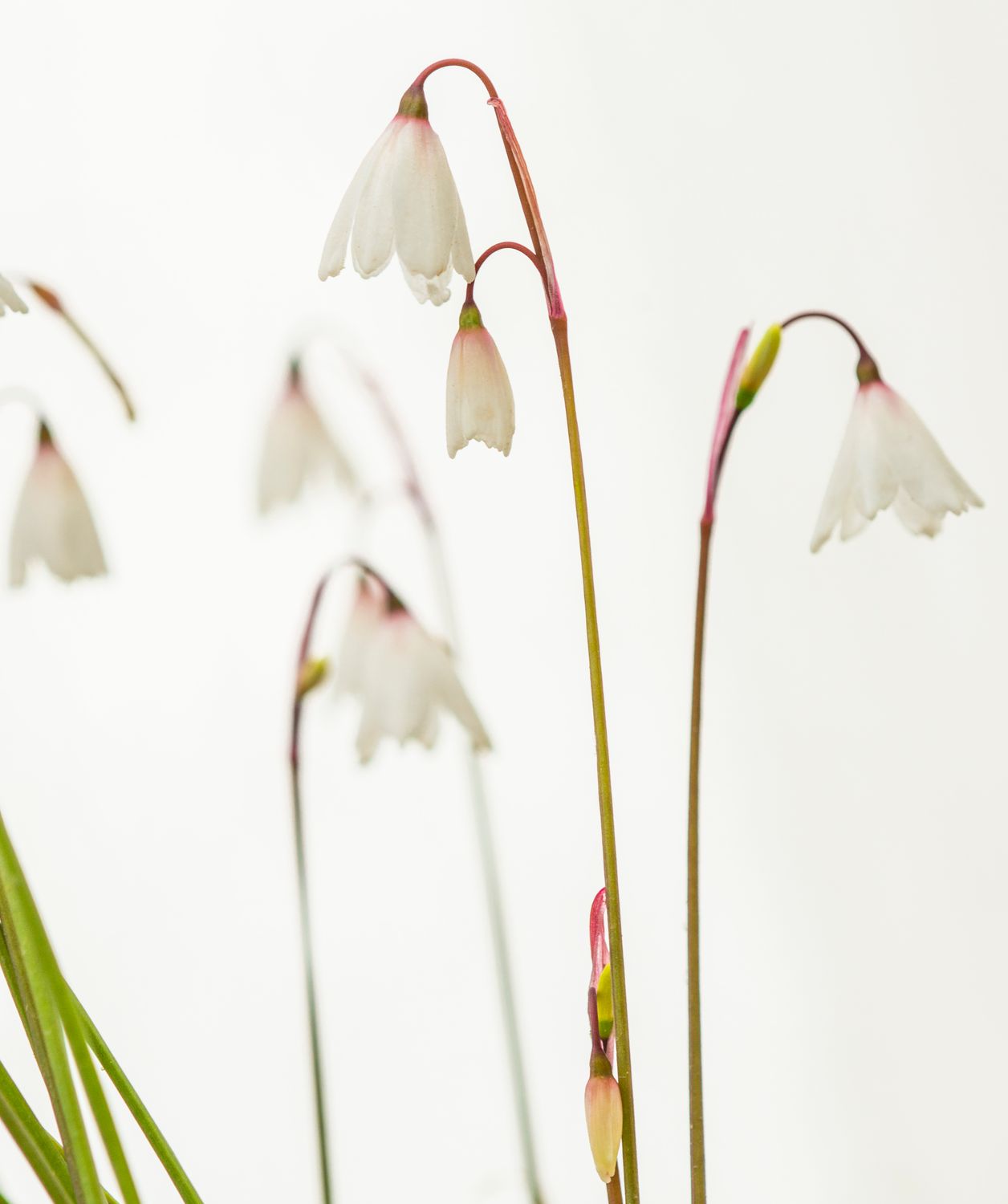 Acis autumnalis (3)