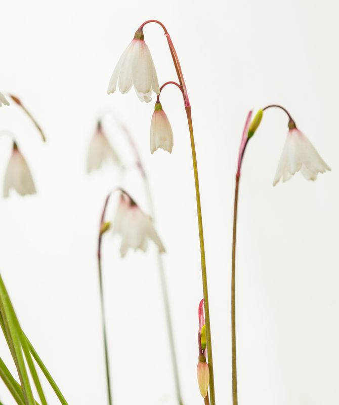 Acis autumnalis (3)
