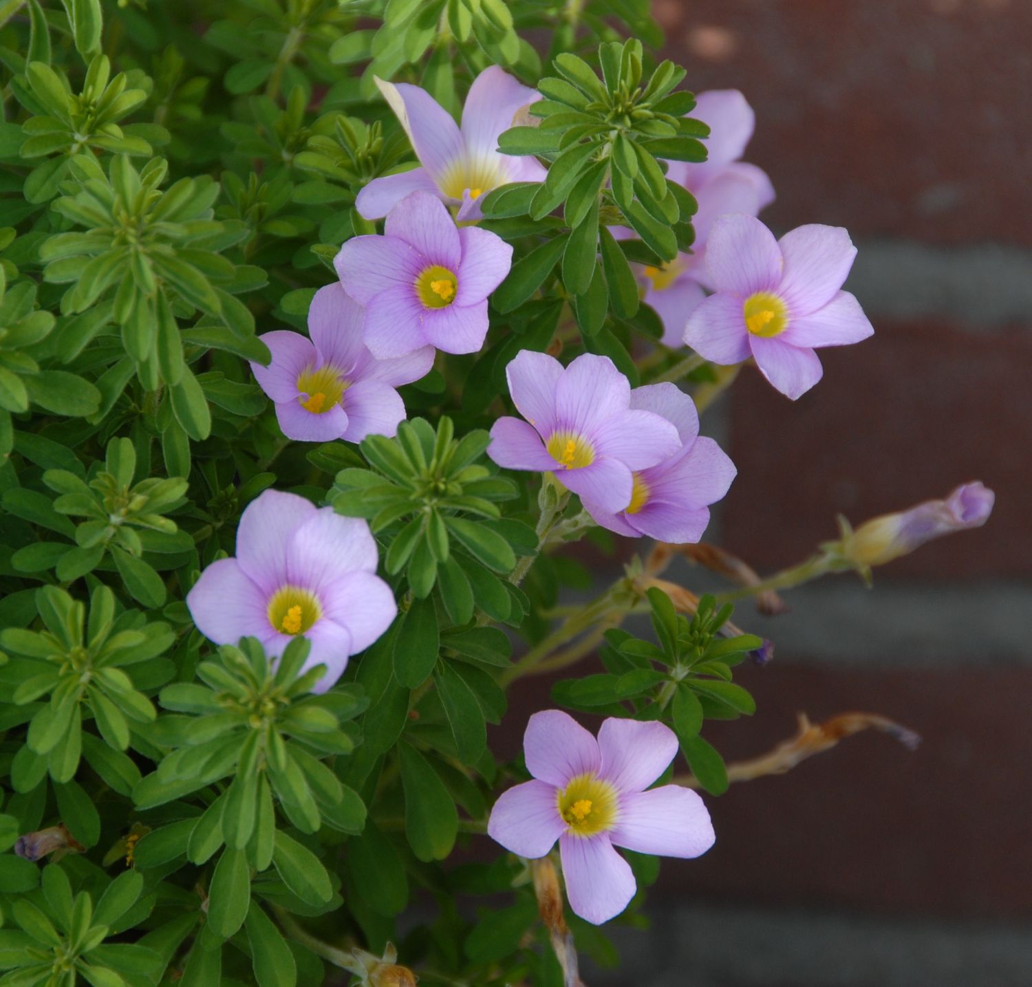 Oxalis hirta (5)