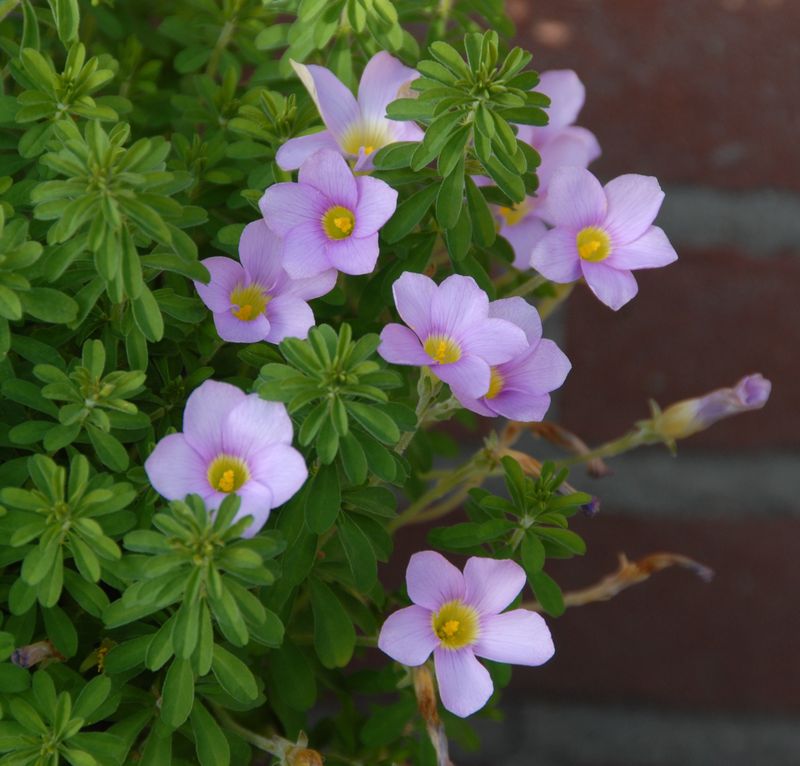 Oxalis hirta (5)