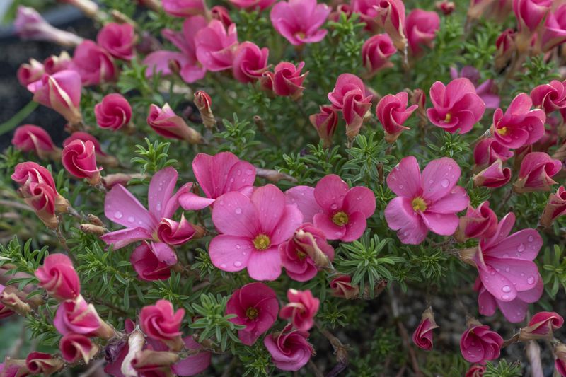 Oxalis hirta No. 1004 (bright salmon-pink) (3)