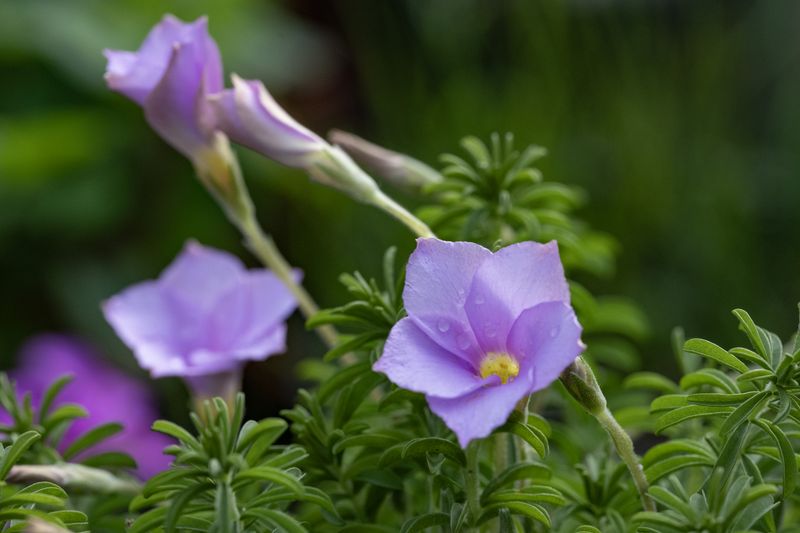 Oxalis hirta No. 12 (purple-lilac form) (3)
