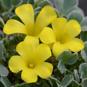 Oxalis melanosticta (3)