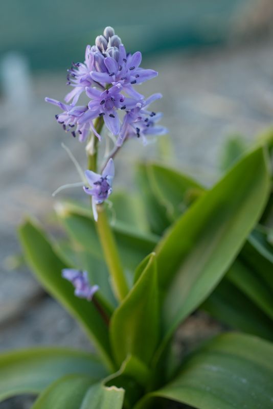Scilla lilio-hyacinthus (3)