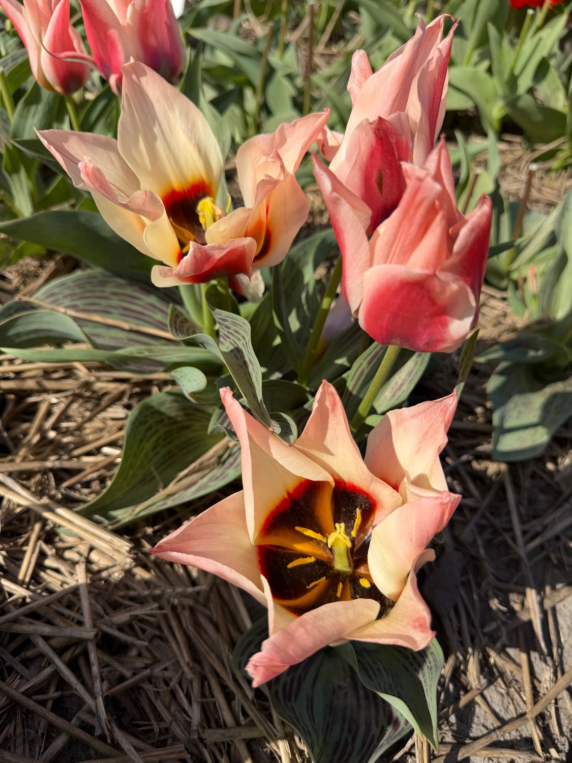 Turkish Delight (F3)
