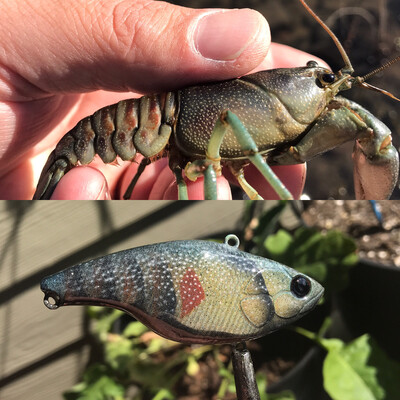 Olive Rusty Craw