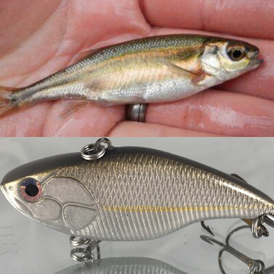 Redside Shiner