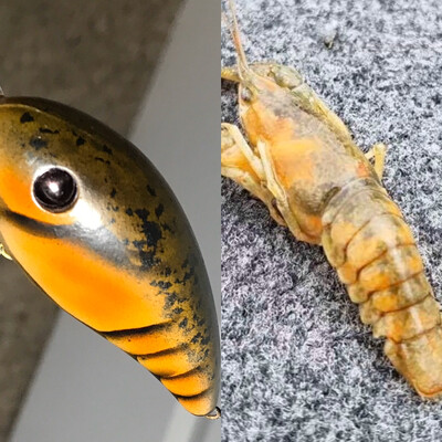 Dunes day craw