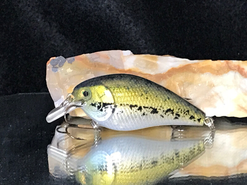 Mako Squarebill - Baby Bass