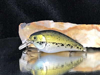 Mako Squarebill - Baby Bass