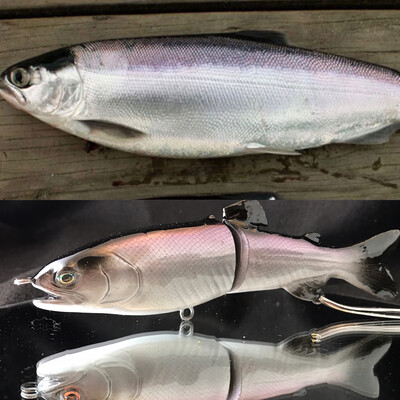Kokanee
