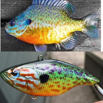 Pumpkinseed Bluegill
