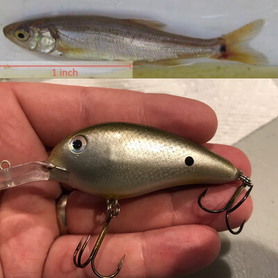 T1000 (juvenile Pikeminnow)
