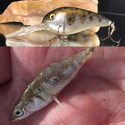 Stickleback