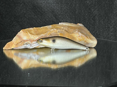 Wasp - Gizzard Shad