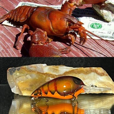 Signal Crawdad