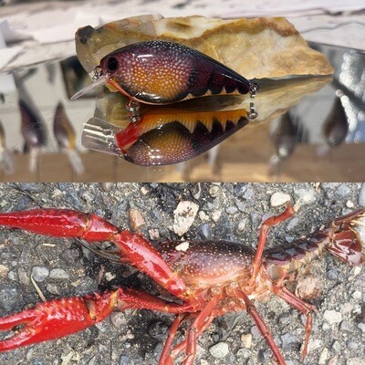 Louisiana swamp craw