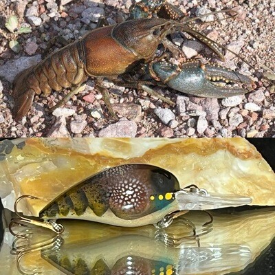 Northern (Virile) Crayfish