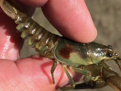 Crawdads