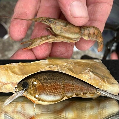 Calico Crayfish