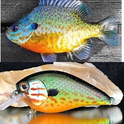 bluegills