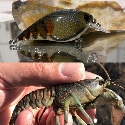 Rusty crayfish