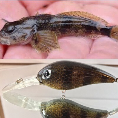Other baitfish