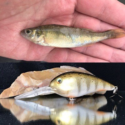 Perch