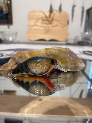 Mako Squarebill - Olive Mudbug