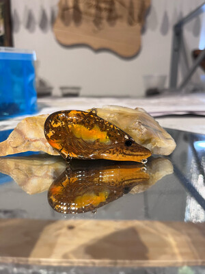 Hellcat - Shasta Craw