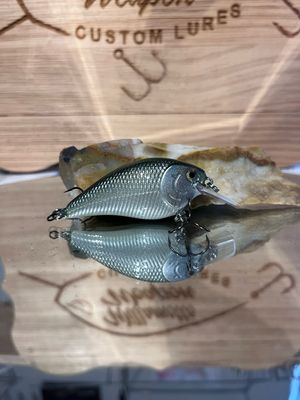 Mako Squarebill - Blueback Herring