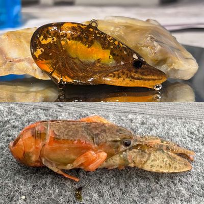 shasta craw