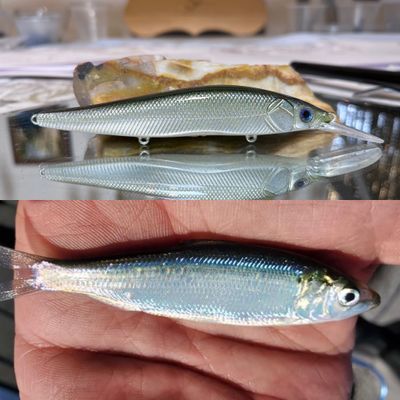 blueback herring