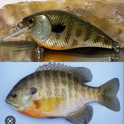 sunfish