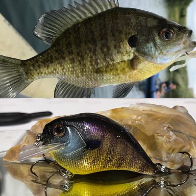 Bluegill