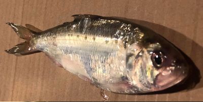 American Shad